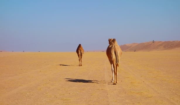 FAREWELL TO OMAN'S GOLF AND CULTURE - HOMEWARD BOUND