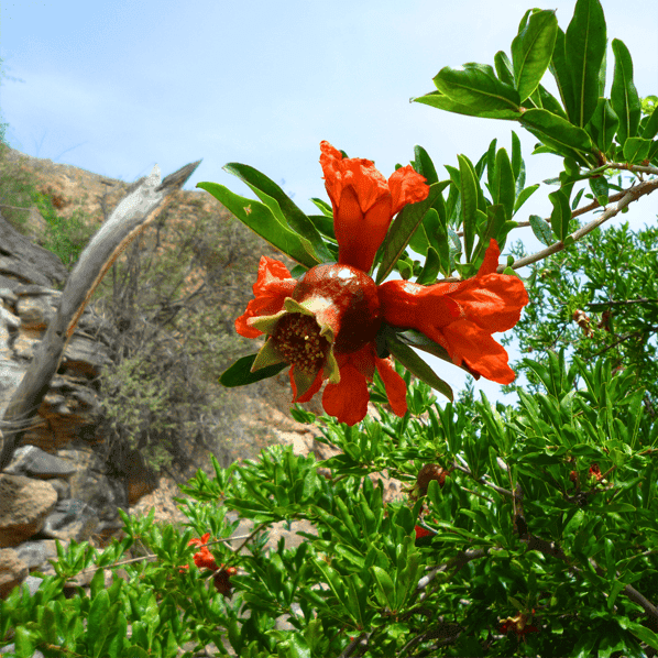 JEBEL AKHDAR - UNEARTHING THE WONDERS